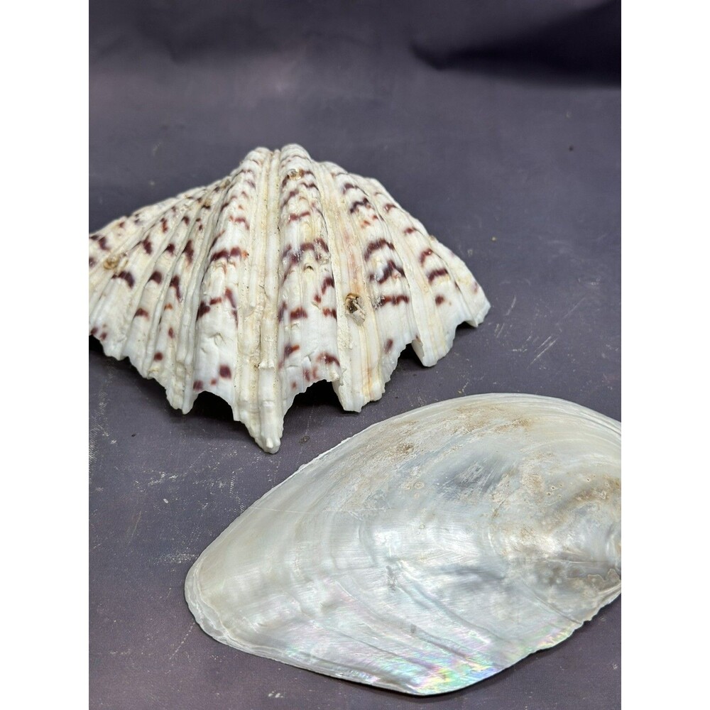 Natural Shells Half Clam Beautiful Set For Decor Seashells Nautical Beach